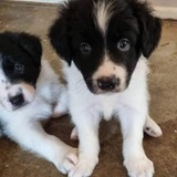 Entry image for Roxy