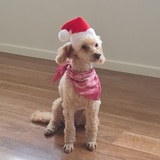 Entry image for Jasmine