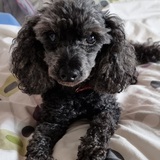 Entry image for Lolly