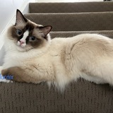 Entry image for Ollie