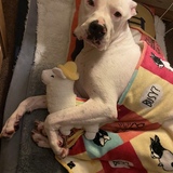 Entry image for Master Roshi 