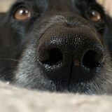 Entry image for Cooper