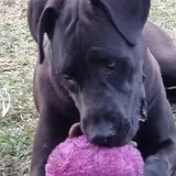 Entry image for Gypsy