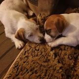 Entry image for Max and Jacko