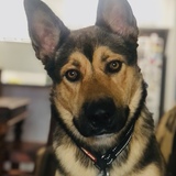 Entry image for Sabre