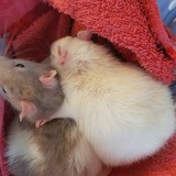 Entry image for Smudge and Ruby