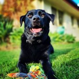 Entry image for Juno