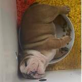 Entry image for Chilli 