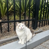 Entry image for Milo