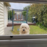 Entry image for Charlie 