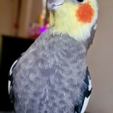 Entry image for Pearl