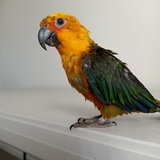 Entry image for Maple 