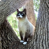 Entry image for SIRIUS