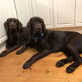 Entry image for Oliver and Oscar