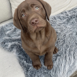 Entry image for Teddy