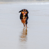 Entry image for Spinifex