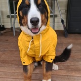 Entry image for Milla