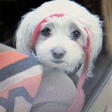 Entry image for Buddy 