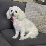 Entry image for Holly