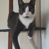 Entry image for Claude Augustus Theodore 