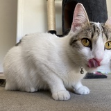 Entry image for Zelda