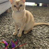 Entry image for Archie