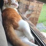 Entry image for Grizzly