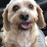 Entry image for Billy