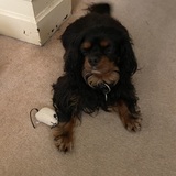 Entry image for Oscar