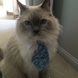 Entry image for Milo