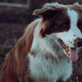 Entry image for Dodge