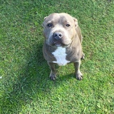 Entry image for Bear