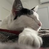 Entry image for Cookie