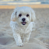 Entry image for Matilda 