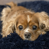 Entry image for Abby