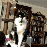 Entry image for Jessie