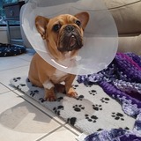 Entry image for Buster