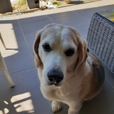 Entry image for FRED