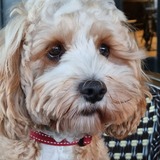 Entry image for Oscar