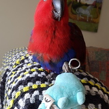 Entry image for Pandora