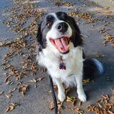 Entry image for Wally