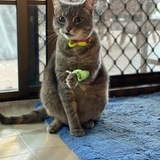 Entry image for Shadow