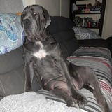 Entry image for Pepper