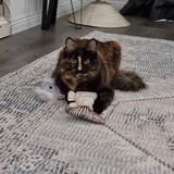 Entry image for Aurora