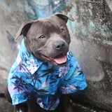 Entry image for Bodhi Devon