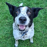 Entry image for Bandit