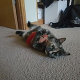 Entry image for Hazel