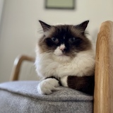 Entry image for Hershey