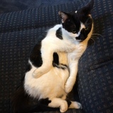 Entry image for Pepper