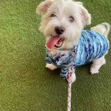 Entry image for Pancakes